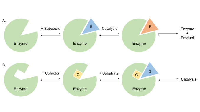 Enzyme-Structure