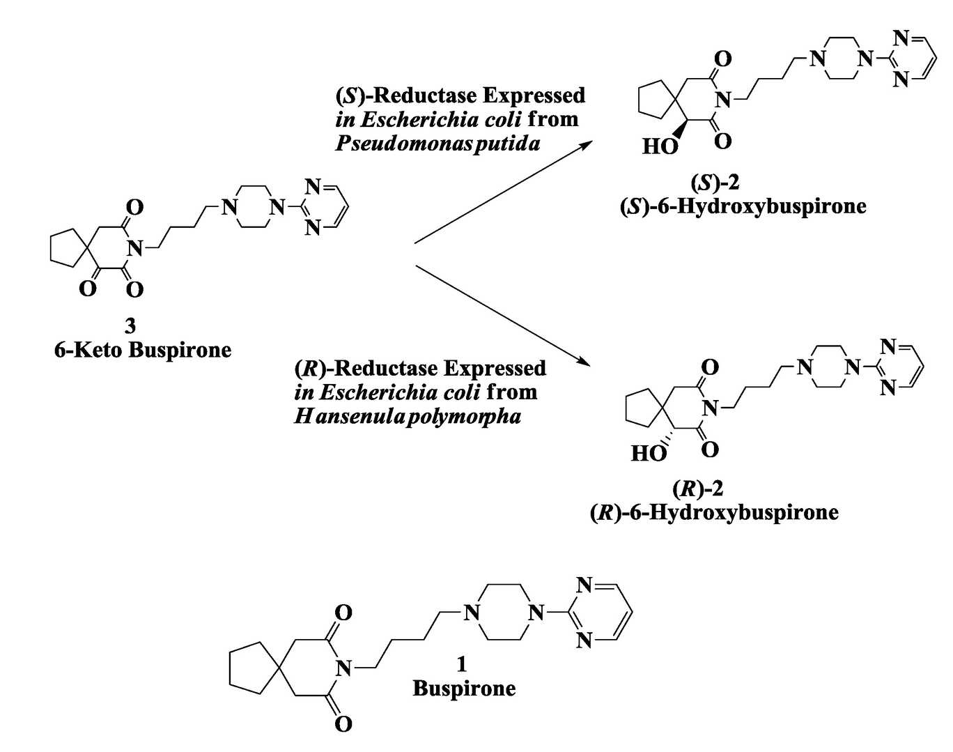 Verschiedene Enzyme können die Umwandlung desselben Substrats in verschiedene Produkte katalysieren. Oft hat nur ein chirales Molekül medizinischen Wert.