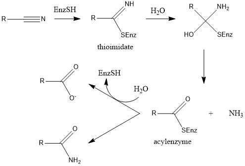 Nitrilasen katalysieren die Hydrolyse von Nitrilen zu Carbonsäuren.