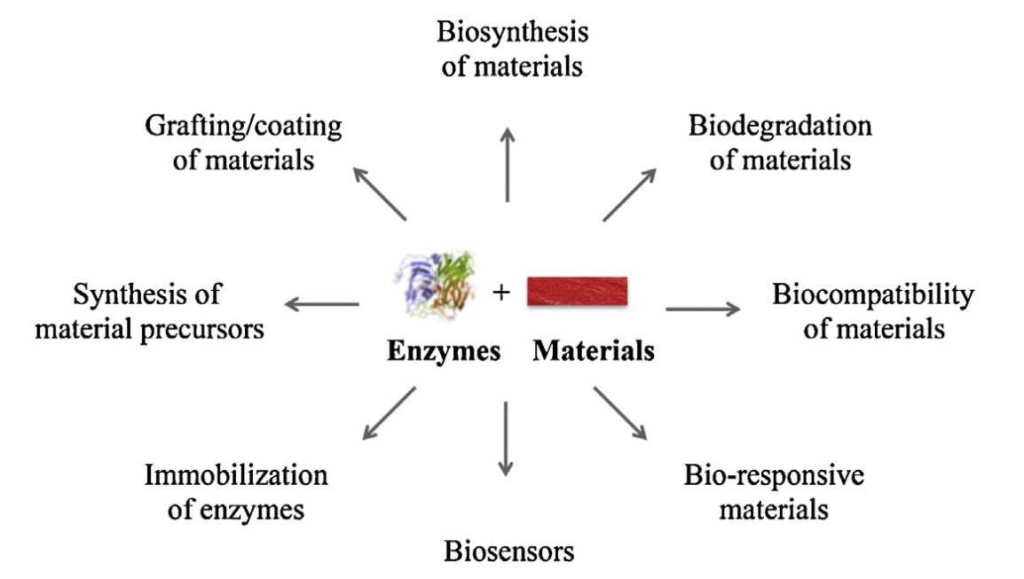 Enzyme können in Materialien verwendet werden: in der Biosynthese und Biodegradation von Materialien, in Biosensoren und vielem mehr.