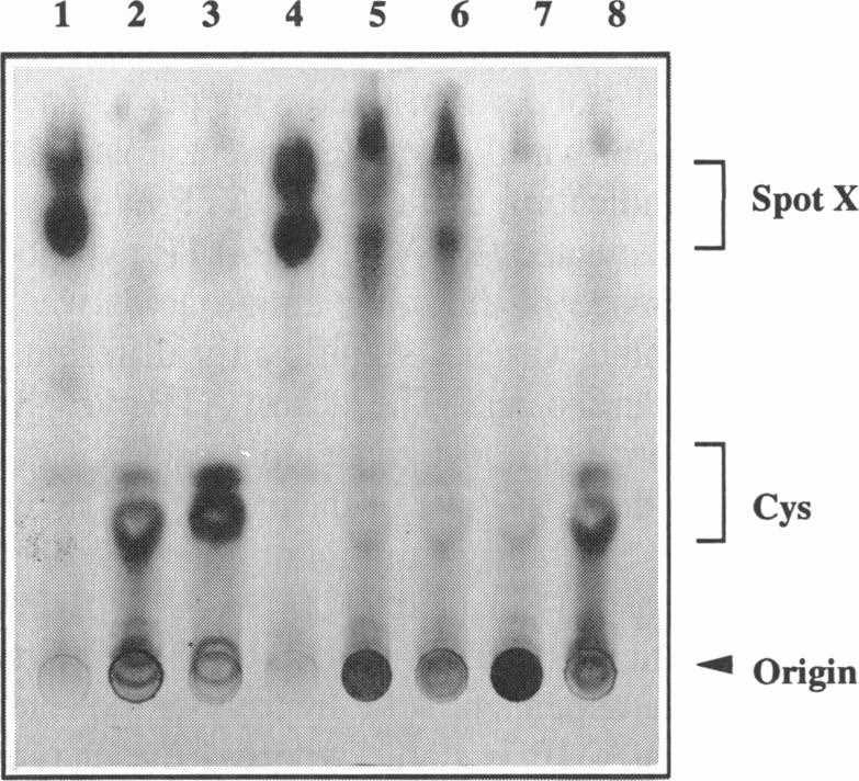 TLC-Assay für die DFG-5 Enzymaktivität.
