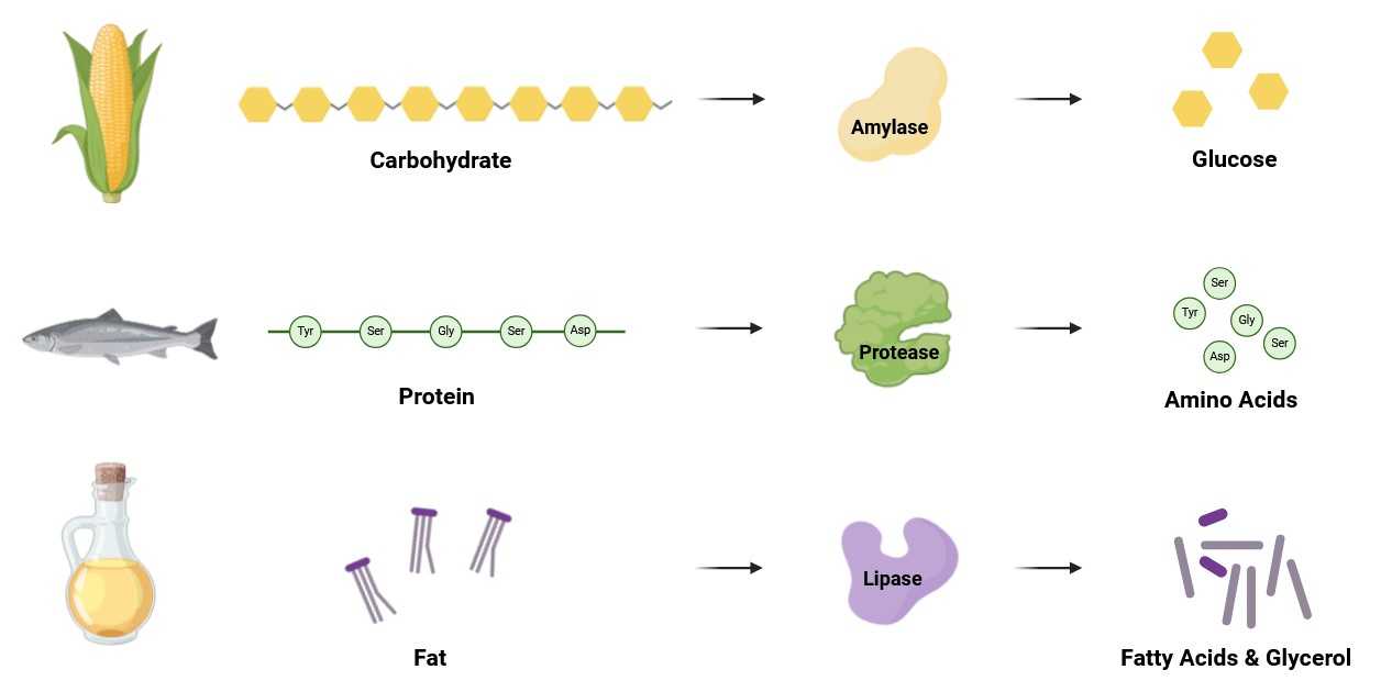 Amylasen katalysieren Kohlenhydrate in Glukose, Proteasen Proteine in Aminosäuren, Lipasen Fette in Fettsäuren und Glycerin.