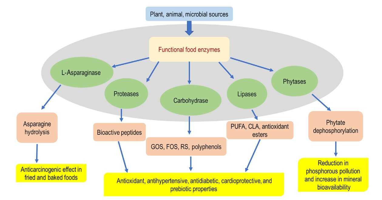 Illustration, die die Rolle von Enzymen in Bioprozessen zur Herstellung funktioneller Lebensmittel und nutraceuticals zeigt.
