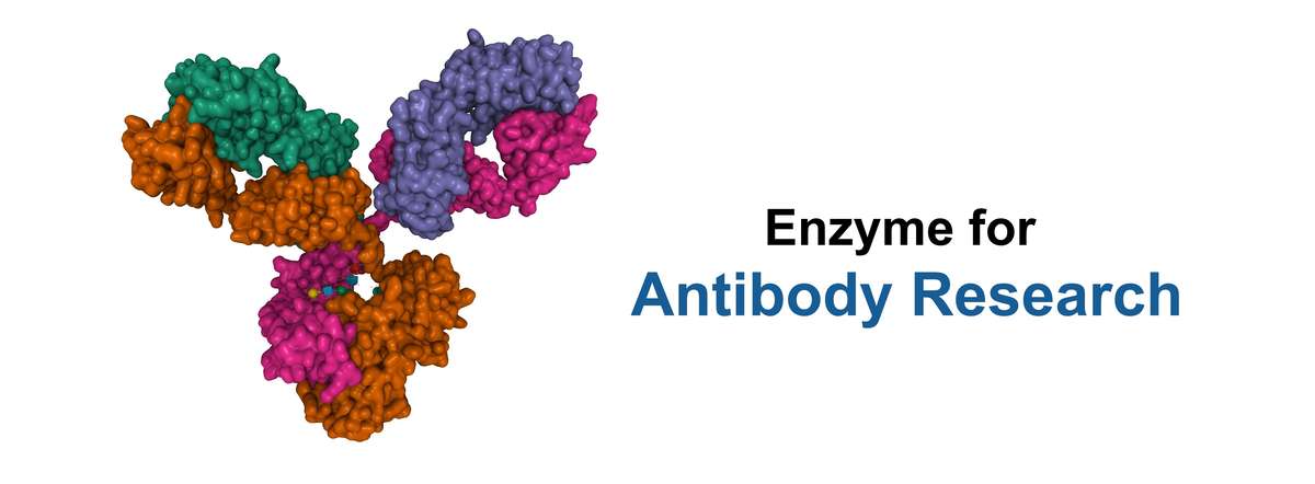 Enzyme für die Antikörperforschung von Creative Enzymes.