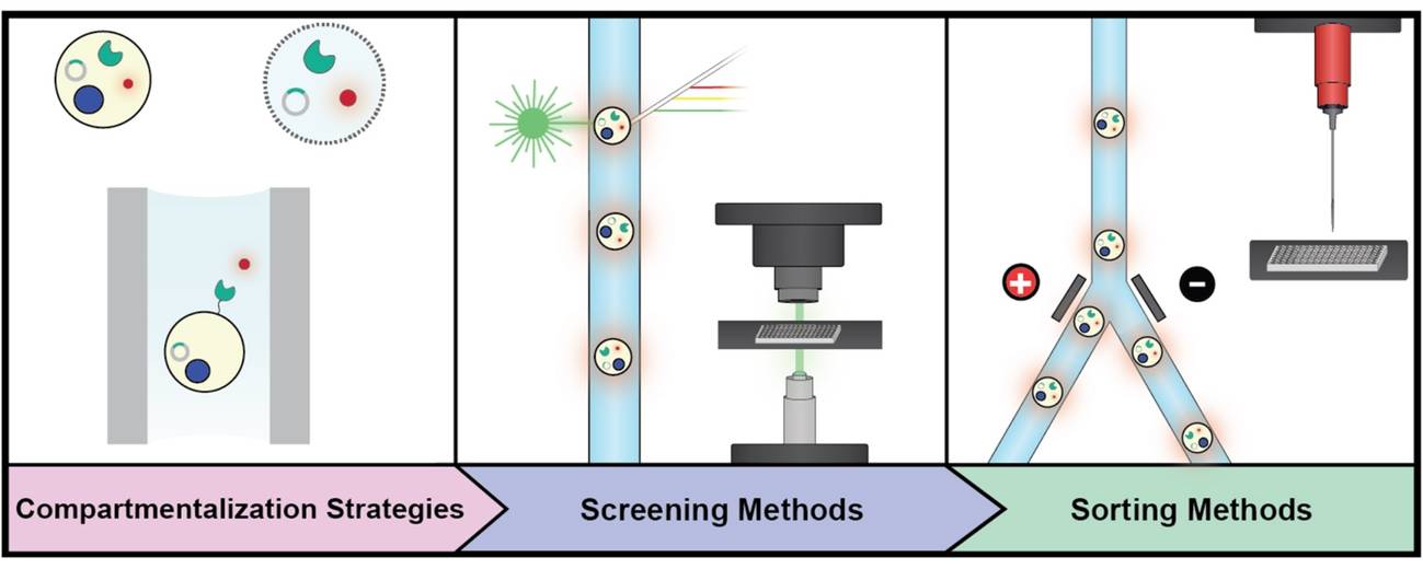 Hochdurchsatz-Screening-Technologien für die Enzymtechnik umfassen Kompartimentierungsstrategien, Screening-Methoden und Sortiermethoden.