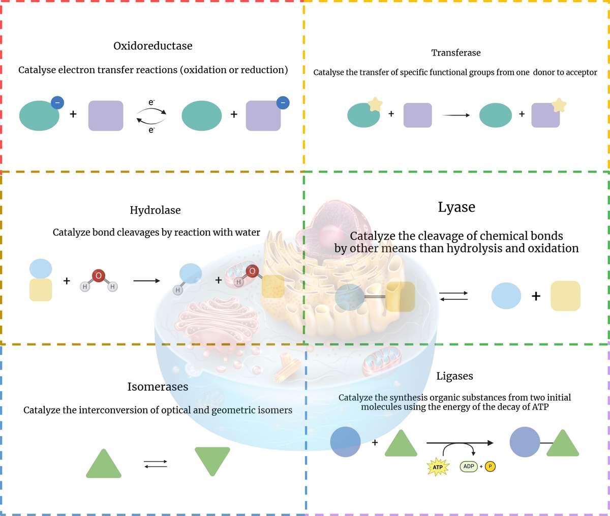 Sechs Haupttypen von Enzymen und ihre katalytischen Mechanismen: Oxidoreduktasen, Transferasen, Hydrolasen, Lyasen, Isomerasen und Ligasen.