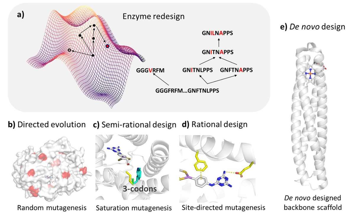 Strategien für das Design maßgeschneiderter Enzyme: Enzymneugestaltung, geleitete Evolution, semi-rationales Design, rationales Design und De Novo Design.