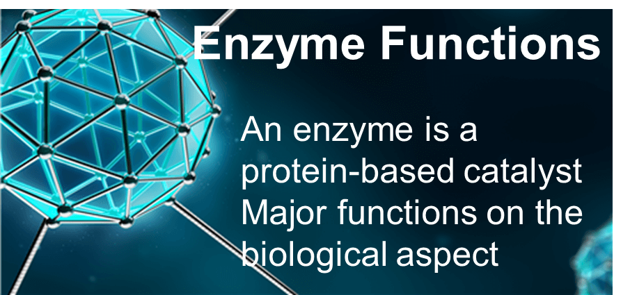 Enzymfunktionen