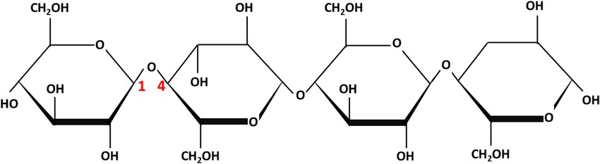 Cellulose mit beta-1,4-glycosidischen Bindungen.