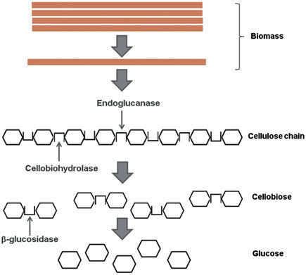 Katalytische Mechanismen von Endoglucanase, Cellobiohydrolase und Beta-Glucosidase.