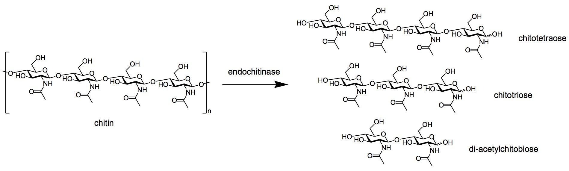 Aktionsmechanismus der Endochitinase.