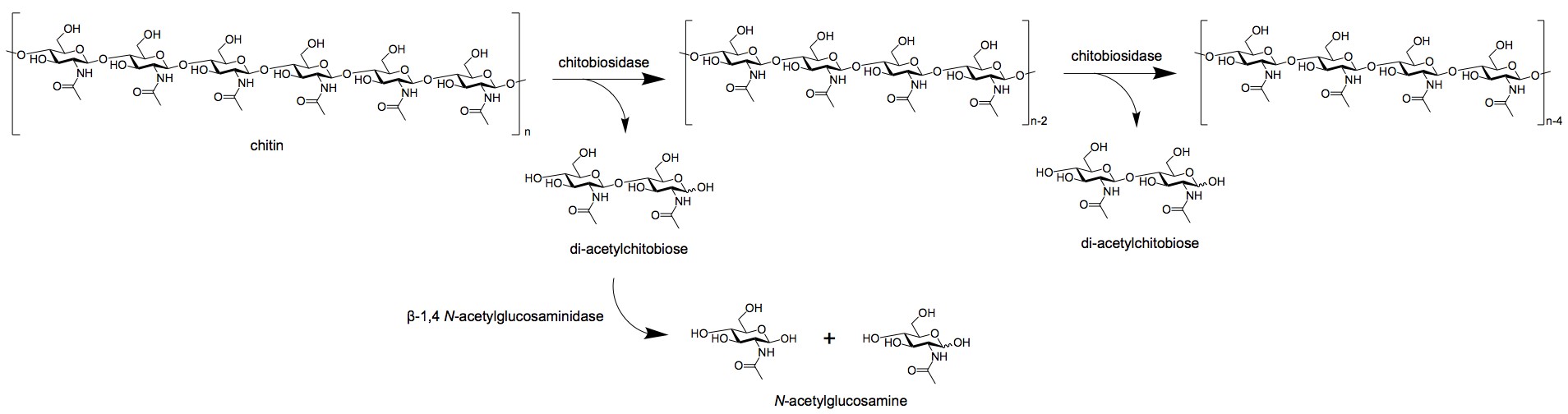 Aktionsmechanismus der Exochitinase.