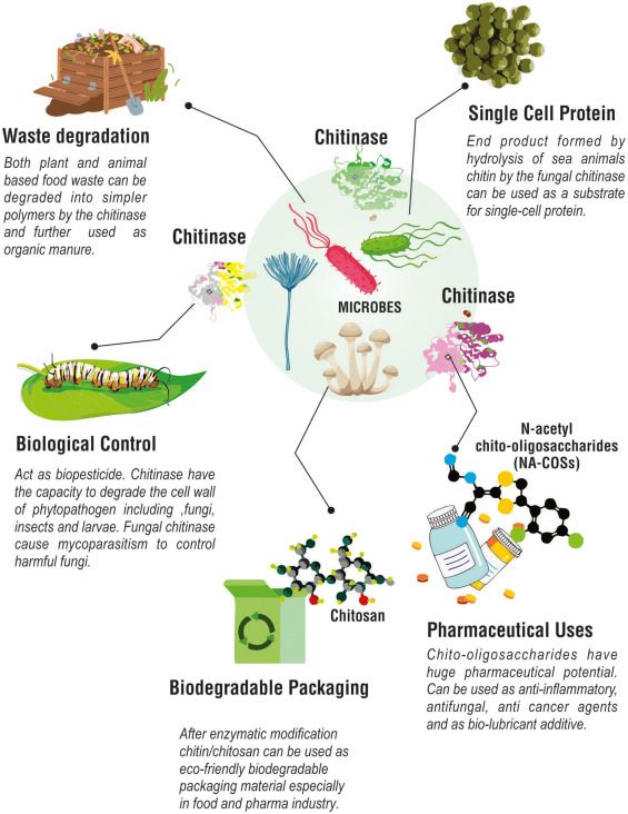 Eine Übersicht über Quellen und Anwendungen des Chitinase-Enzyms.