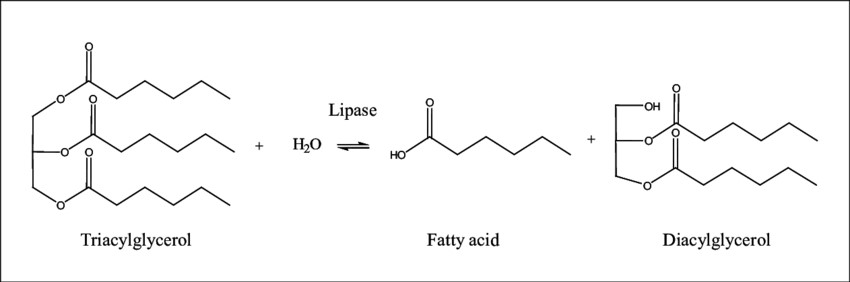 Lipasen katalysieren den Abbau von Triglyceriden in freie Fettsäuren und Glycerin.