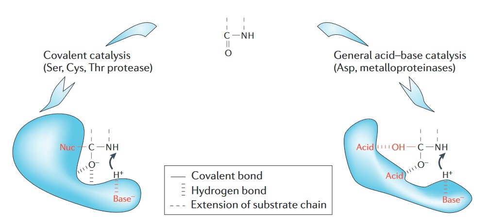 Katalytische Mechanismen von Serinprotease, Cysteinprotease, Aspartatprotease und Metalloprotease.