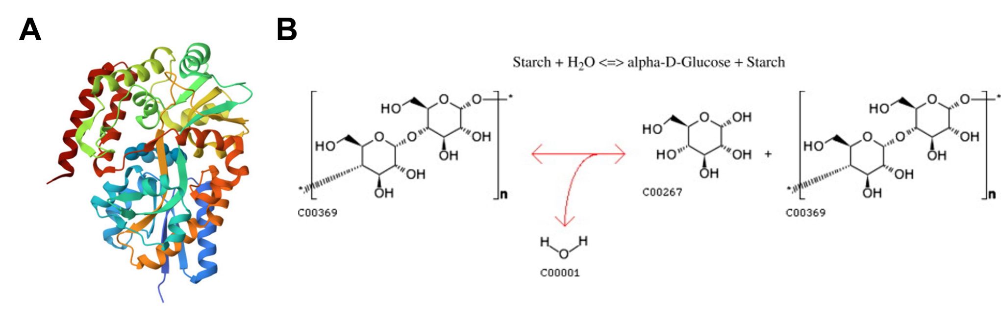 Struktur und enzymatische Wirkung von Gamma-Amylasen.
