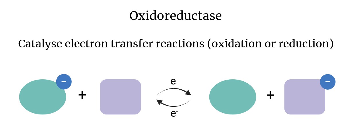 Schema der Wirkung von Oxidoreduktasen.