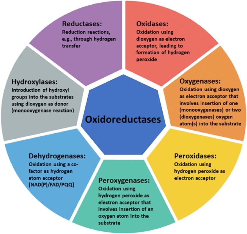 Vielfalt der Oxidoreduktasen.