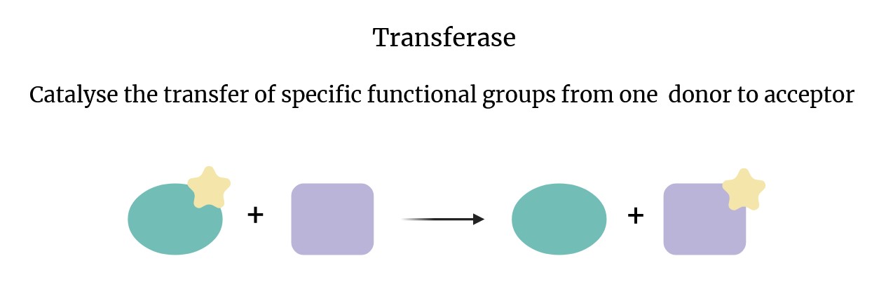 Schema der Aktion von Transferasen.