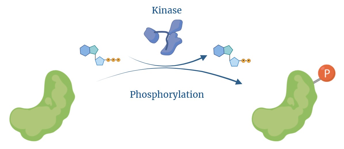 Schema der Aktion von Kinasen.
