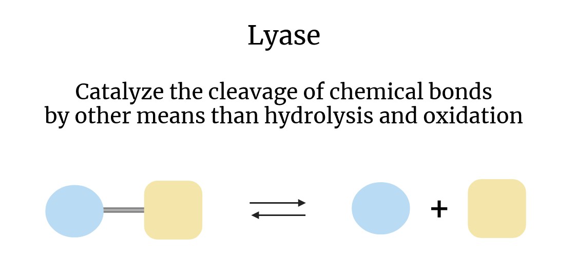 Schema der Wirkung von Lyasen.