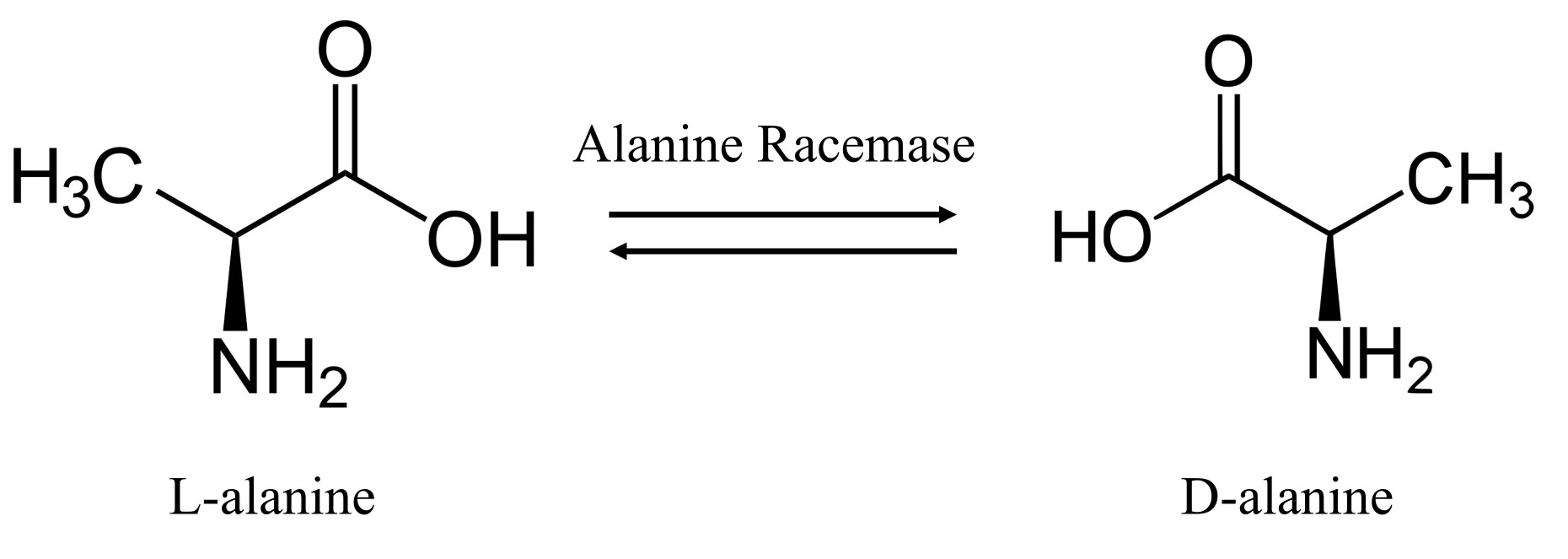 Die Reaktion, die von Alanine Racemase katalysiert wird.