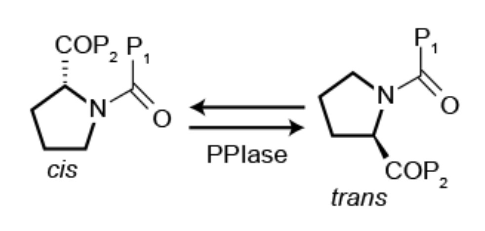 Die Reaktion, die von Peptidylprolyl-Isomerase katalysiert wird.