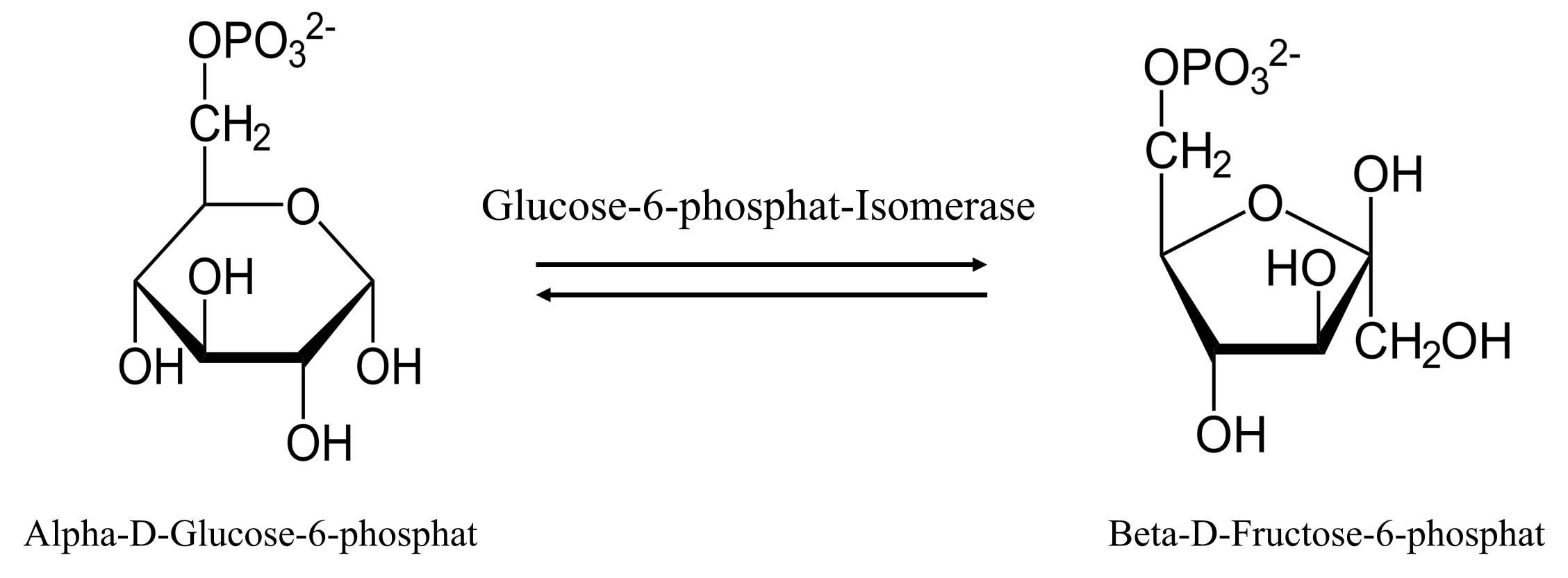 Die Reaktion, die von Glukose-6-phosphat-Isomerase katalysiert wird.