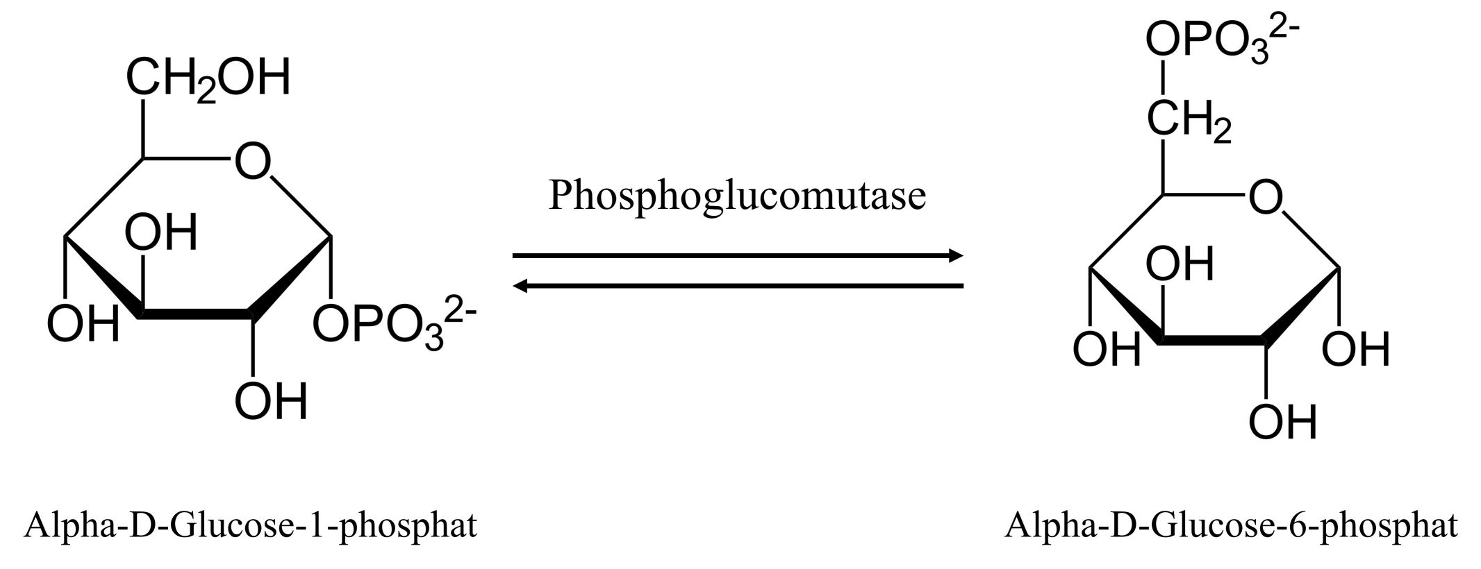 Die Reaktion, die von Phosphoglucomutase katalysiert wird.