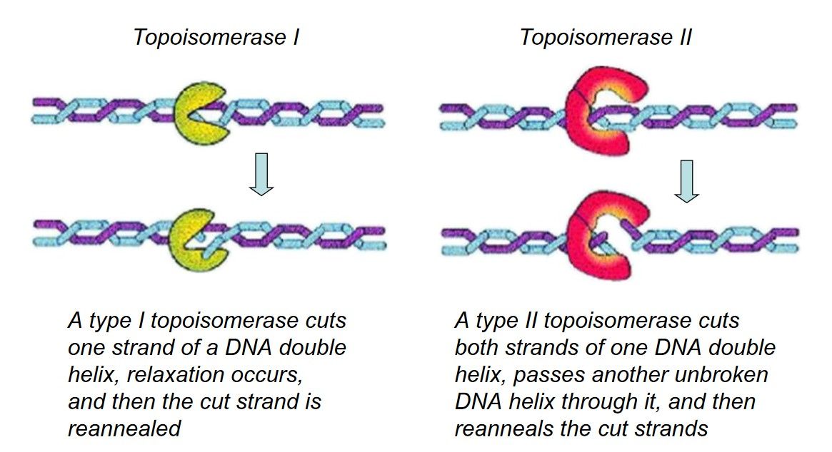 Katalytische Mechanismen von DNA-Topoisomerase I und II.
