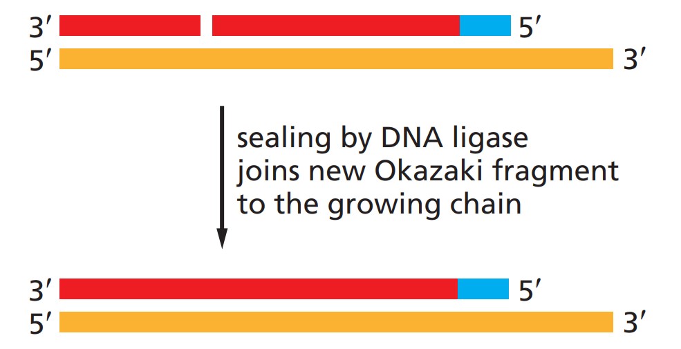 DNA-Ligase I, die an der Verbindung von Okazaki-Fragmenten beteiligt ist.