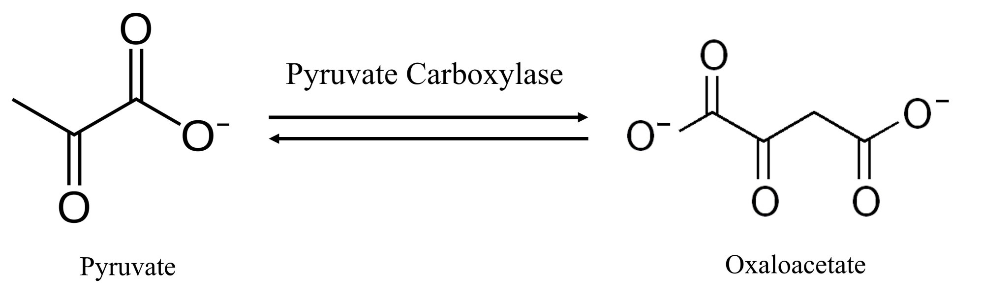 Die von Pyruvatcarboxylase katalysierte Reaktion.