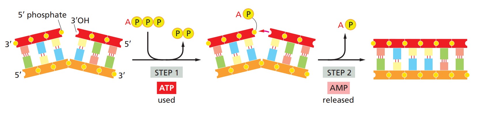 DNA-Ligasen, die Phosphorsäureester-Bindungen bilden.