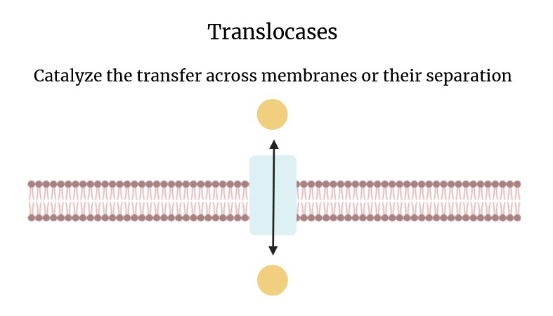 Schema der Aktion von Translokasen.