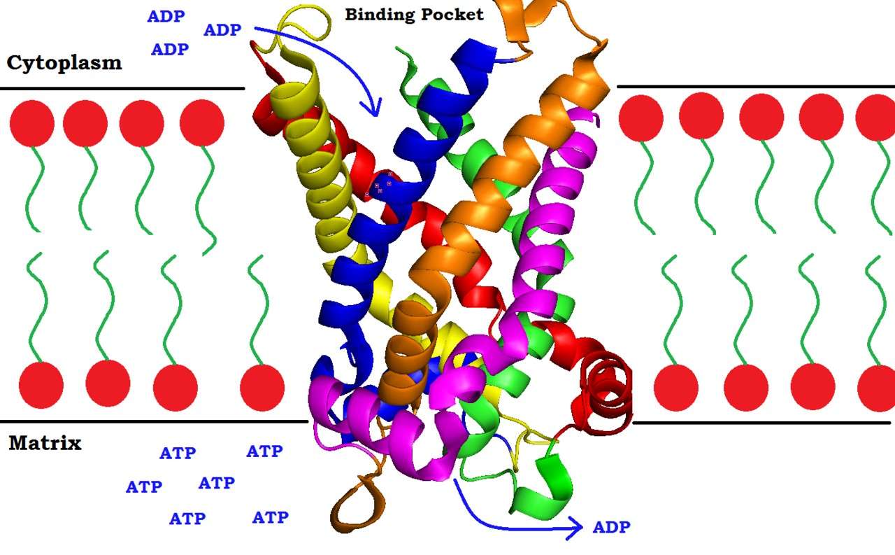 Schematische Darstellung der Aktion der ATP/ADP-Translokase.