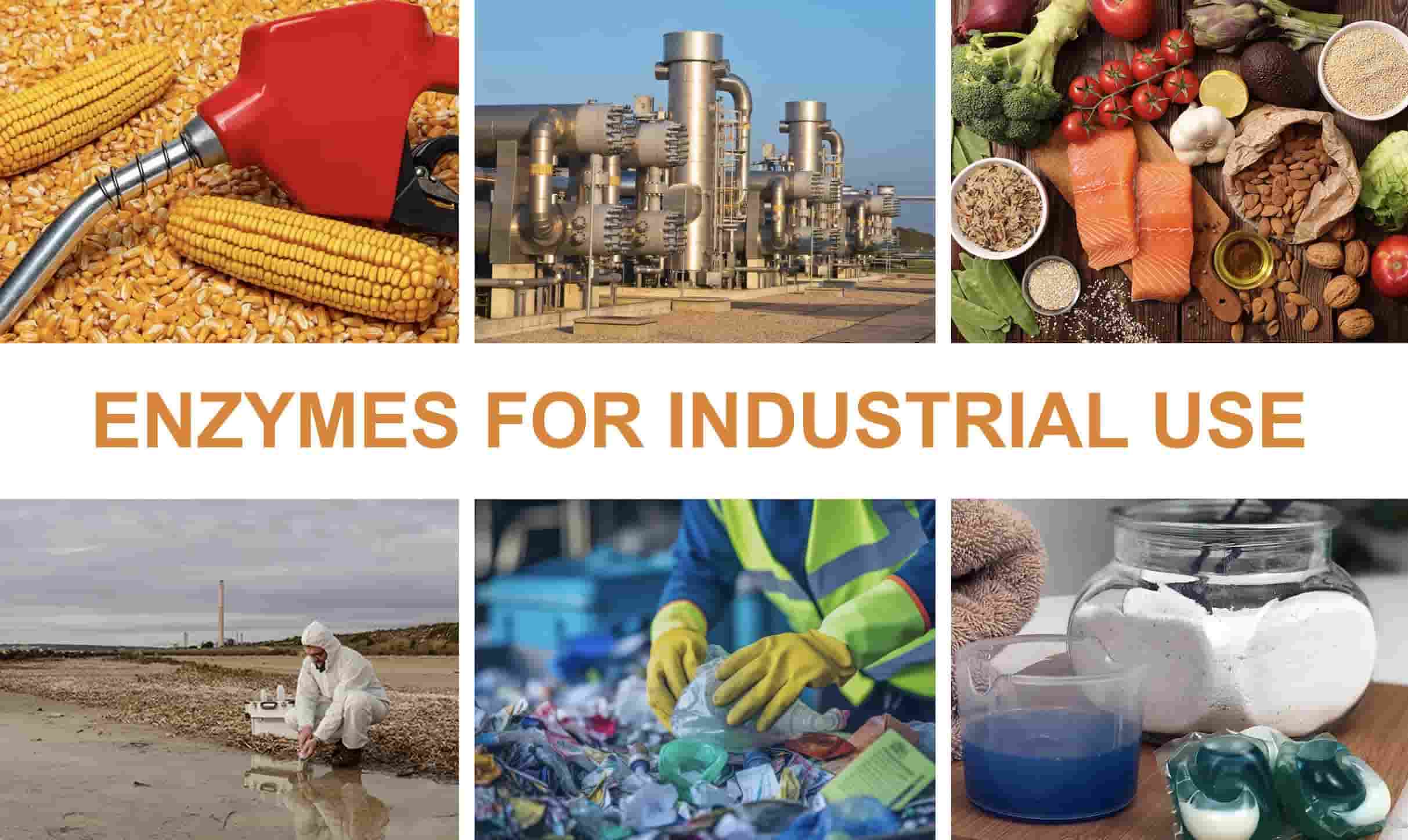 Industrielle Enzyme