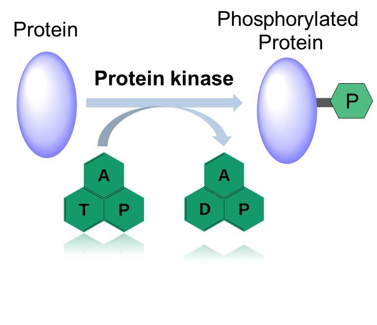 Aktionsmodus der Proteinkinase.