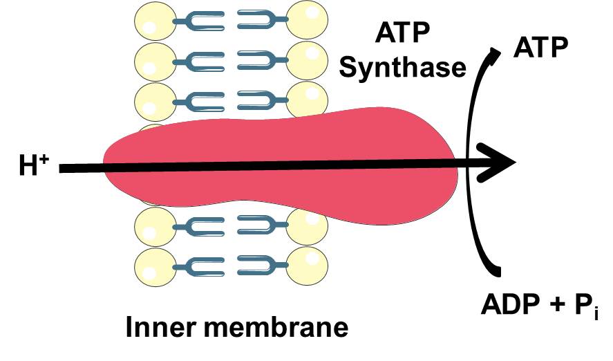 Die Gesamtreaktion, die von der ATP-Synthase katalysiert wird.