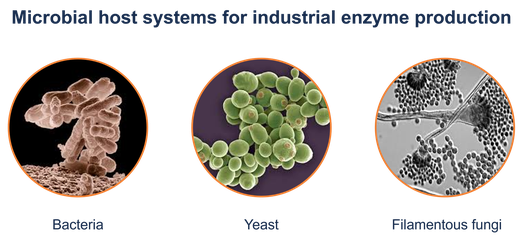 Mikrobielle Wirtsysteme für die industrielle Enzymproduktion: Bakterien, Hefen und filamentöse Pilze