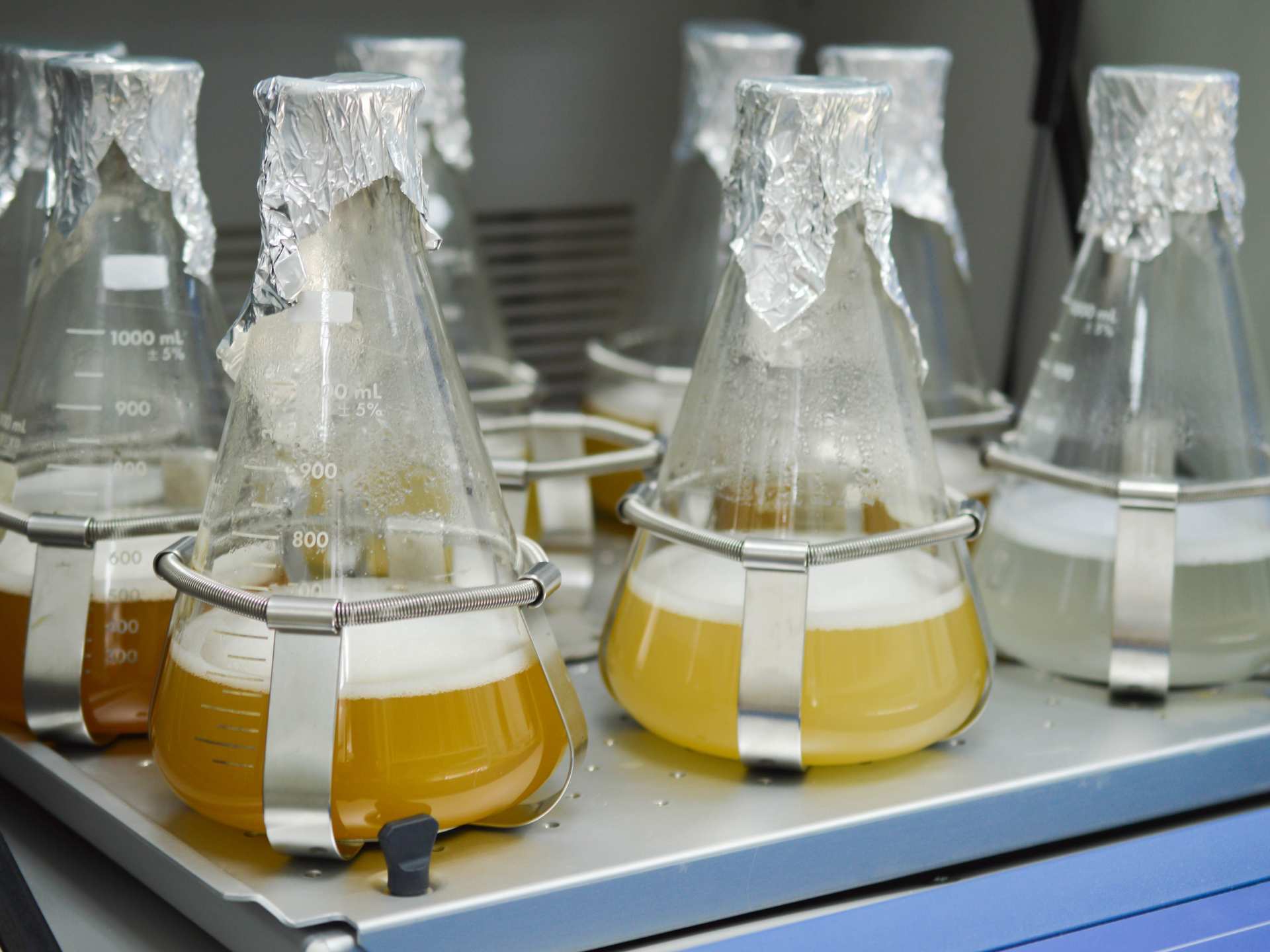 Fermentationsentwicklung im Labormaßstab