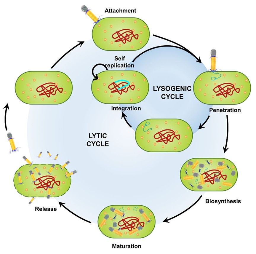 Diagramm der lytischen und lysogenen Zyklen des Bakteriophagen.