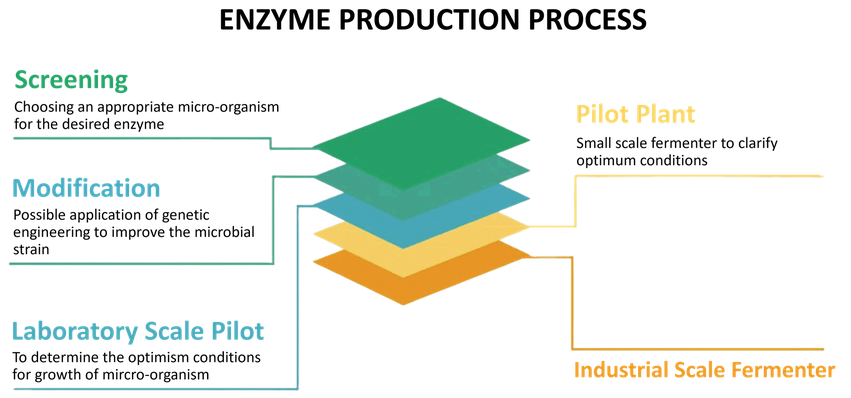 Industrielle Enzymproduktion
