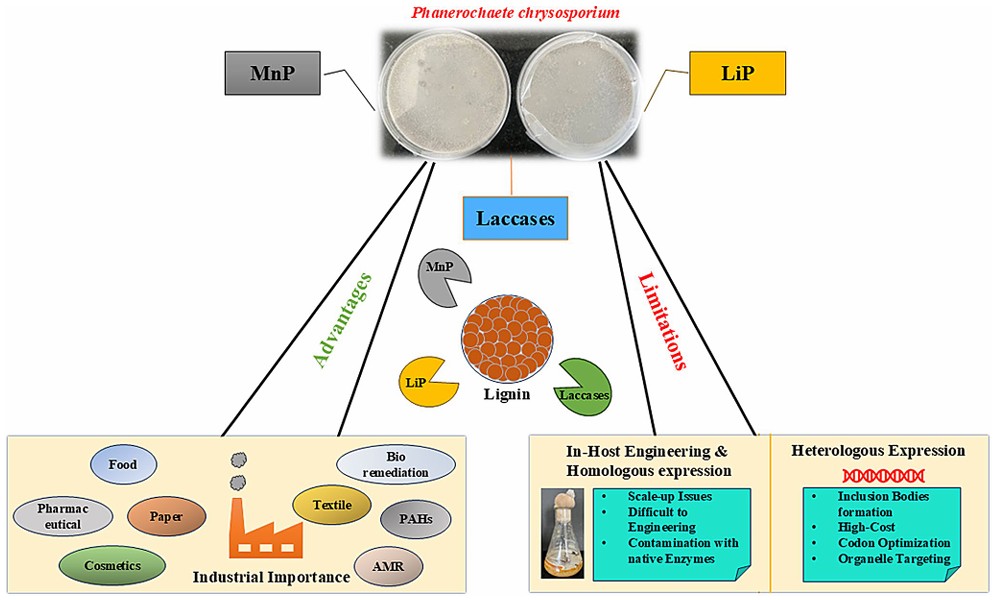 Industrielle Anwendungen ligninabbauender Enzyme aus Phanerochaete chrysosporium