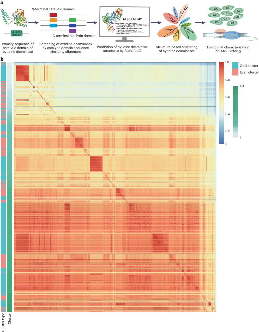 Clustering von Cytidin-Deaminasen basierend auf der 3D-Proteinstruktur