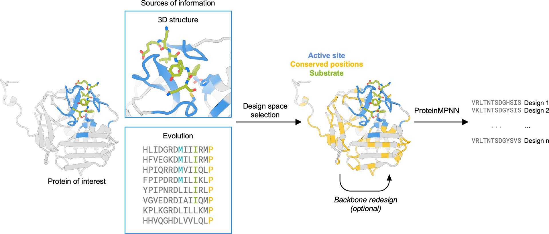 Designstrategie zur Optimierung von Proteinexpression und -stabilität mit ProteinMPNN