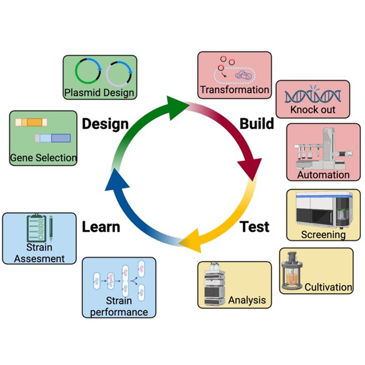 Konventioneller DBTL‑Zyklus