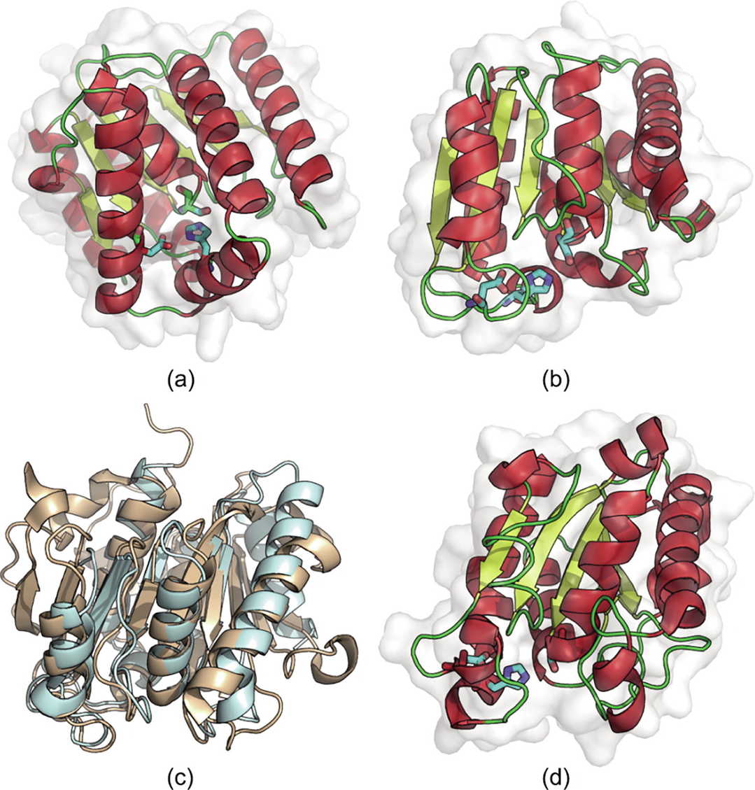KI-gestütztes Design neuartiger PET-Hydrolasen