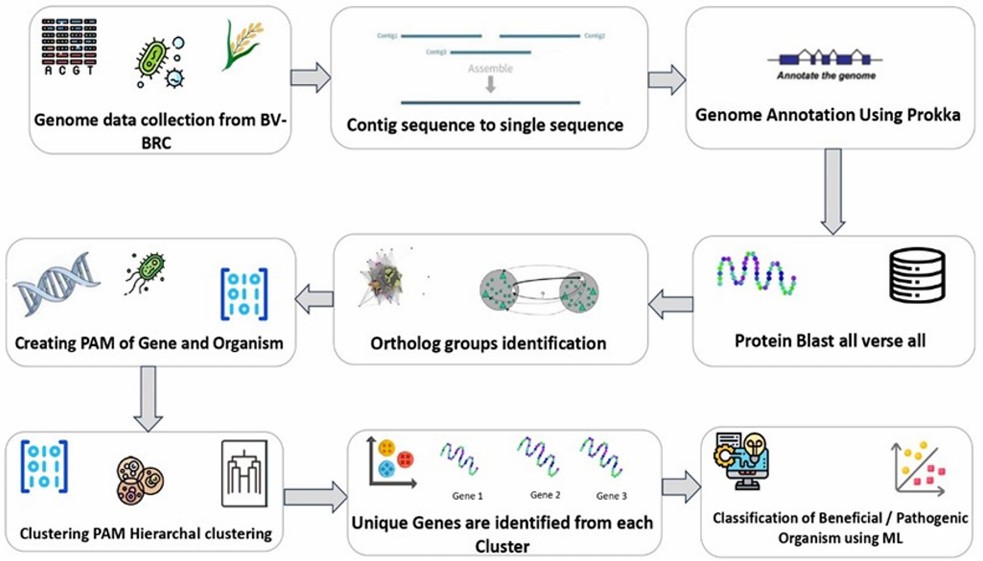KI-basierte Analyse des Reis-Mikrobioms