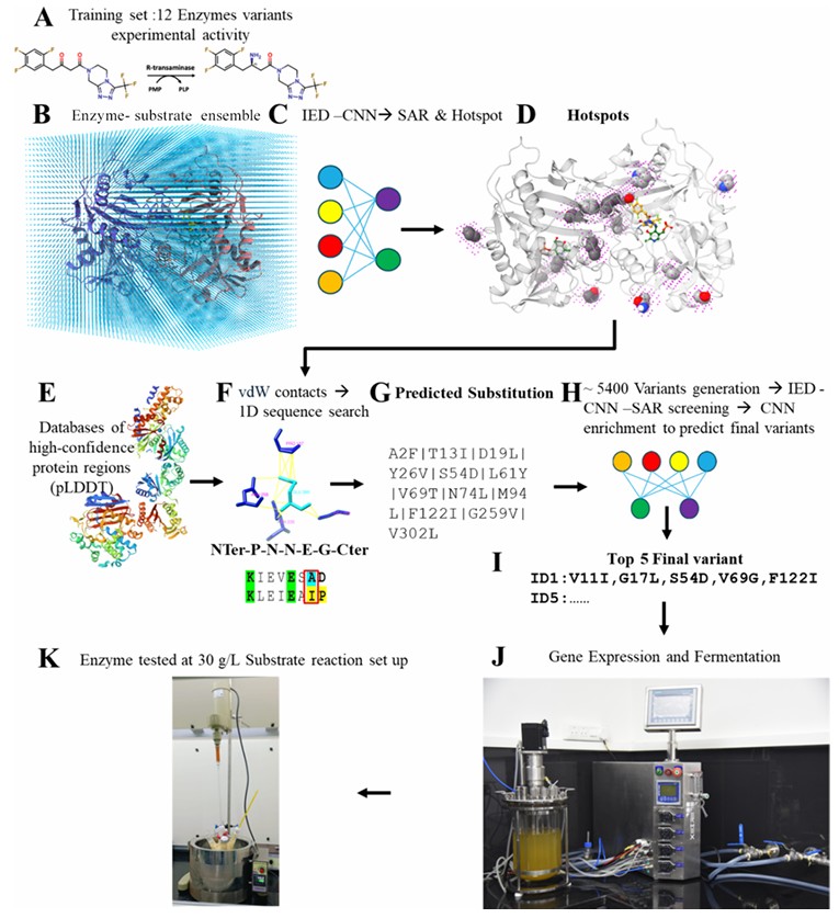 KI-gestützter Protein-Engineering-Workflow zur Verbesserung der R-Transaminase-Aktivität gegenüber dem pro-Sitagliptin-Keton