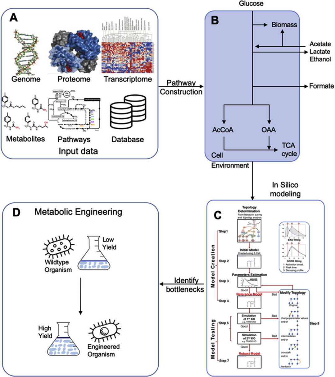KI und Systembiologie für Metabolic Engineering